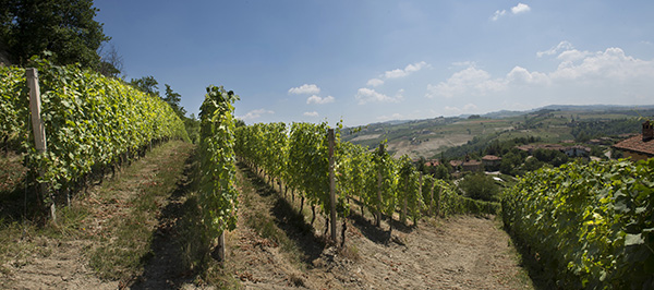Vigneti Enrico Serafino