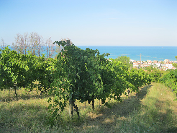 Vigneto a Silvi Marina
