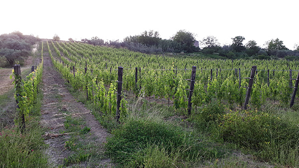 Vigneto a Tocco da Casauria