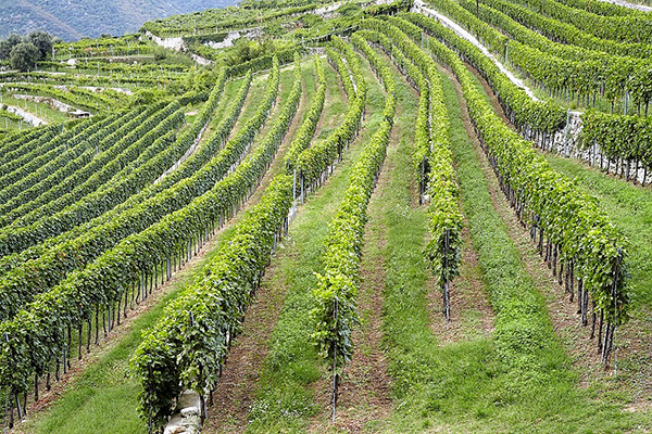 Vigneto azienda Terre di Leone