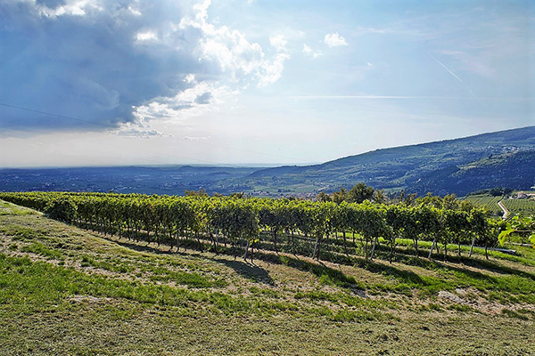 Vigneto azienda Terre di Leone