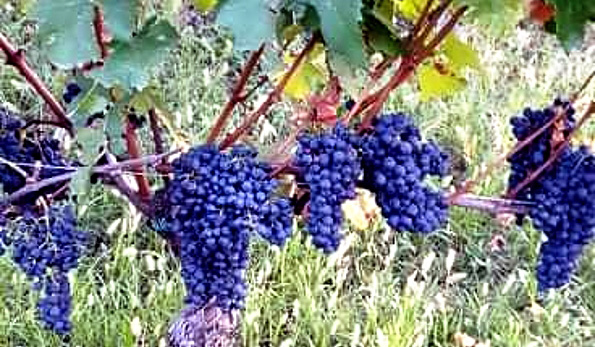 grappoli di Albarossa