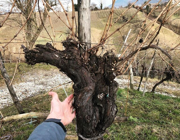 Febbraio 2019: vecchia vite di glera a Monfumo