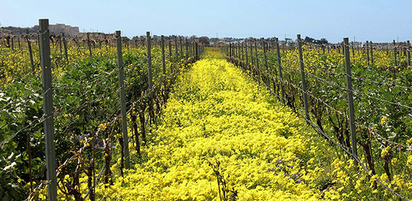 Vigna del Pozzo fiorita