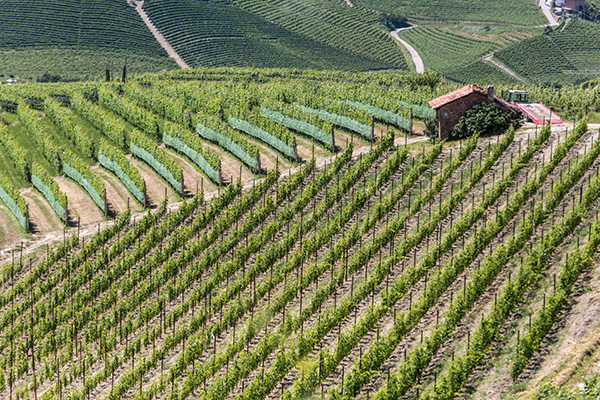 Vigne Enrico Serafino