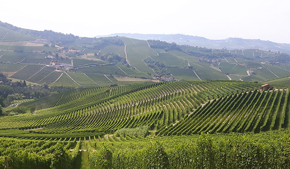 vigneti in Langa