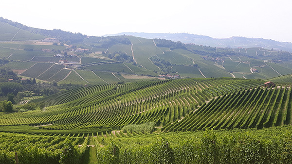 vigneti in Langa