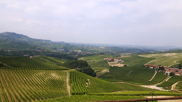 vigneti in Langa