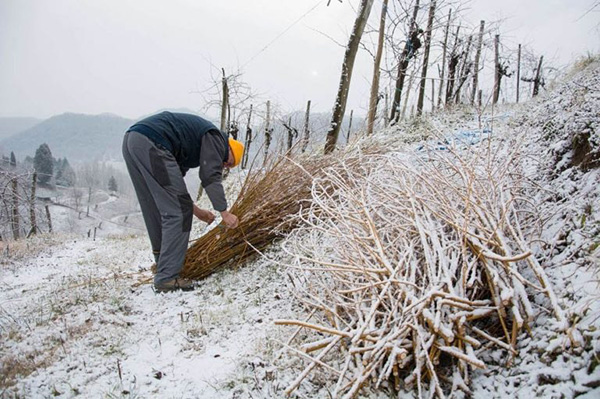 Gennaio 2019 - Vimini nella neve