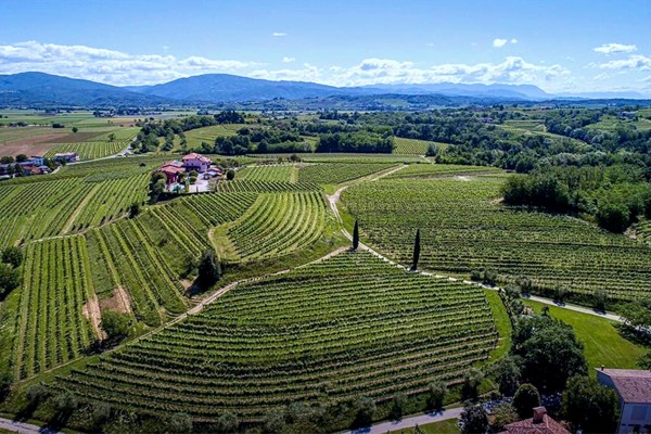 vigneti azienda Zorzettig