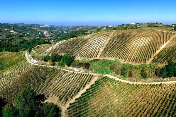 vigneti Antica Casa Vinicola Scarpa