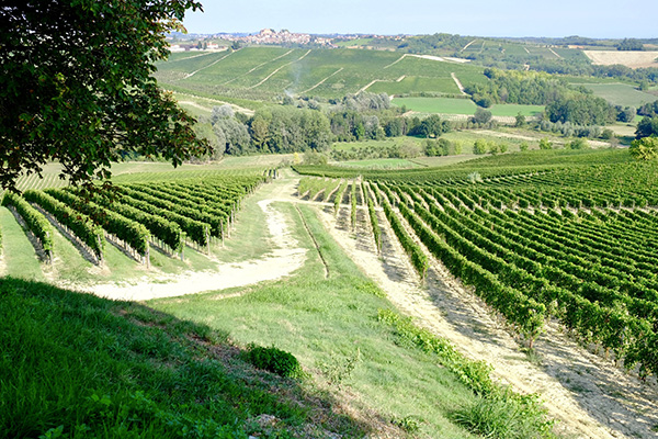 vigneti di ruché