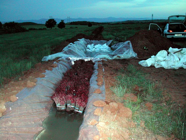 Piantando la prima vigna nel 2006