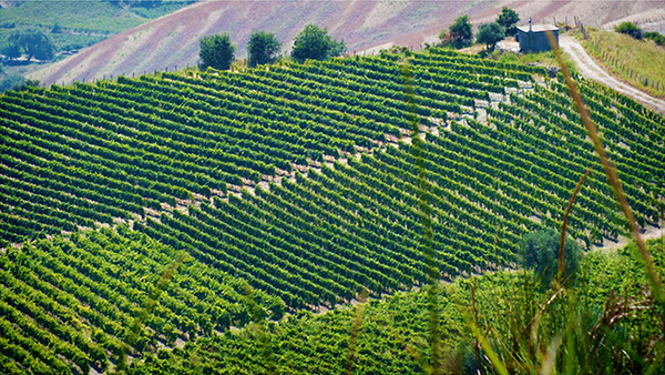 Vigneti Cataldo Calabretta