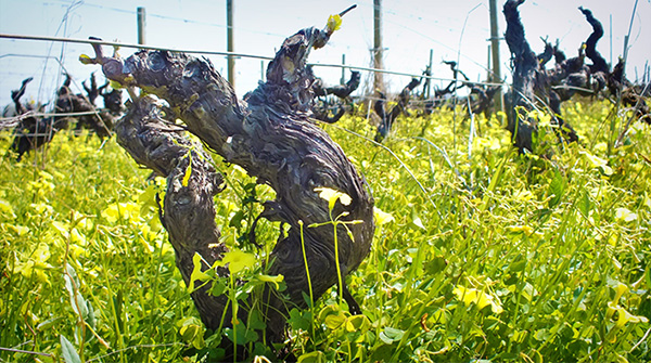 Vecchia vite Cataldo Calabretta