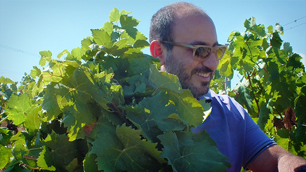 Vigneti Cataldo Calabretta