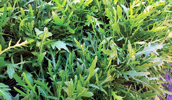 Rucola della Piana del Sele IGP