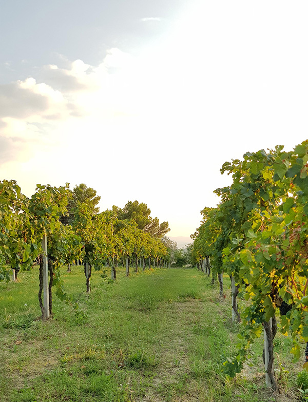 Vigneto Tenuta di Saragano