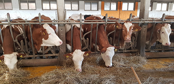 mucche azienda Manig