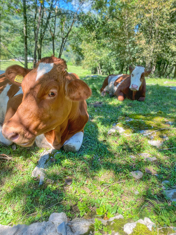 mucche azienda Manig