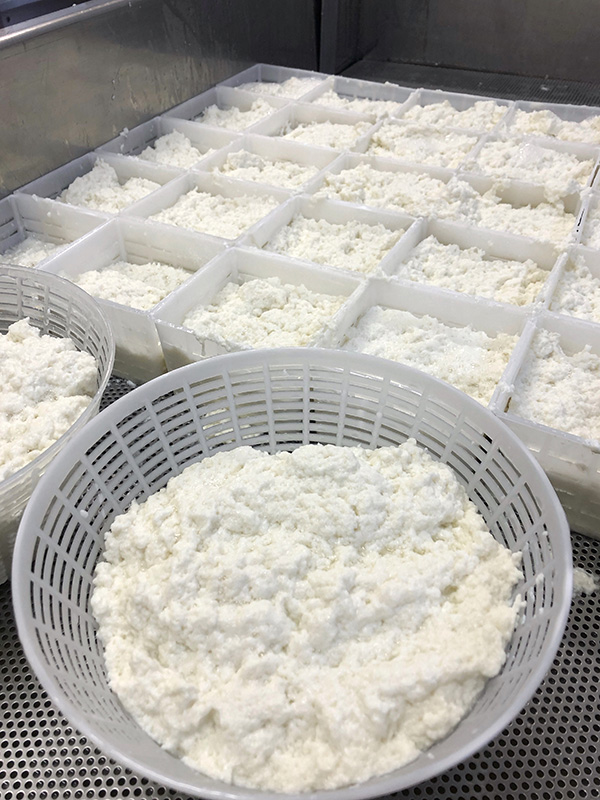 ricotta azienda Manig