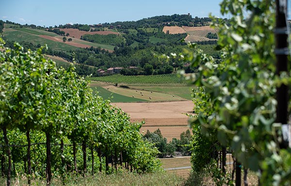 Casali Viticultori, vigneti. © Marco Parisi