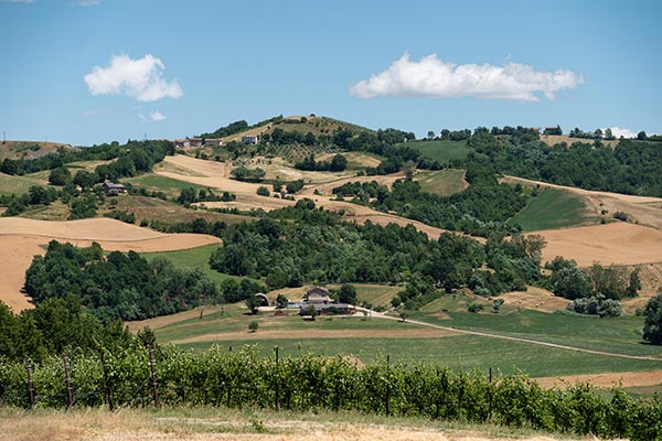 Casali Viticultori, vigneti. © Marco Parisi