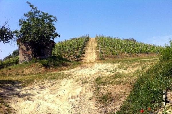 vigneto azienda Barbacarlo