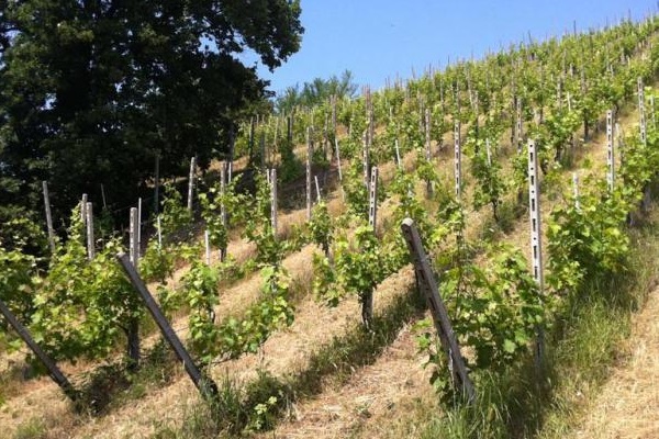 vigneto azienda Barbacarlo