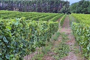 La vigna della sede a Mierzecin