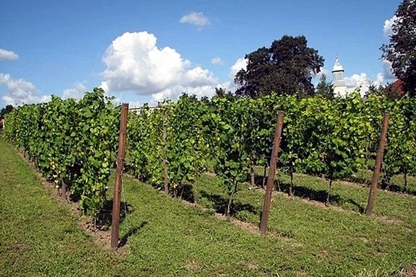 vigneti Winnica Equus