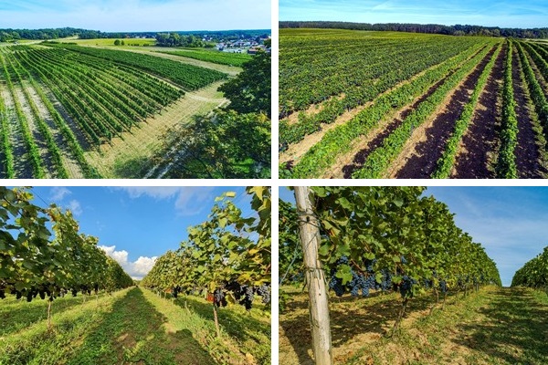 La vigna maggiore a Zab