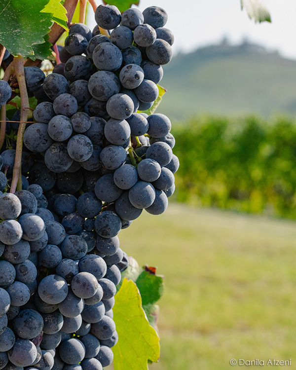 Grappoli di nebbiolo