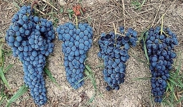 Le quattro uve dell'uvaggio del Buttafuoco Pianlong