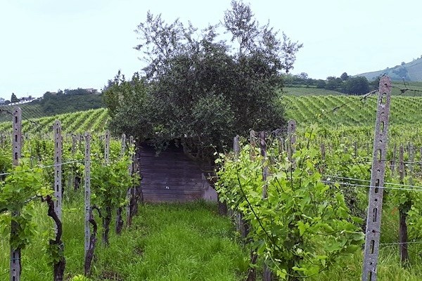 La vigna Pianlong