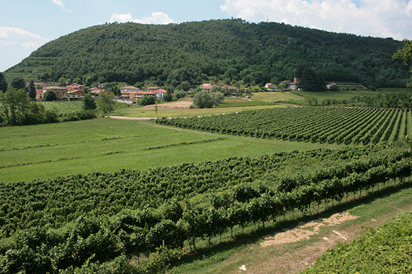 Vigneti Lo Sparviere