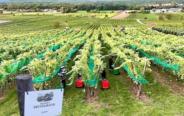 Weingut Bründlmayer