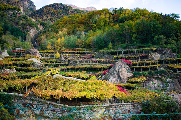 Terrazze vitate a Carema