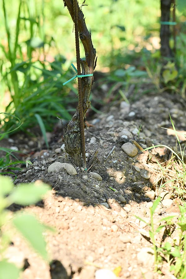 La vite e il terreno