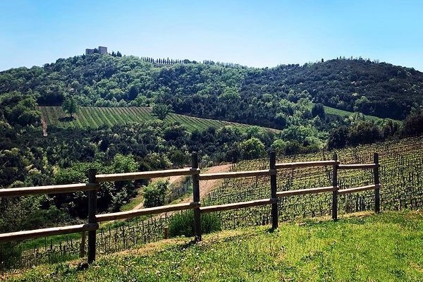 vigneti Molino di Sant'Antimo