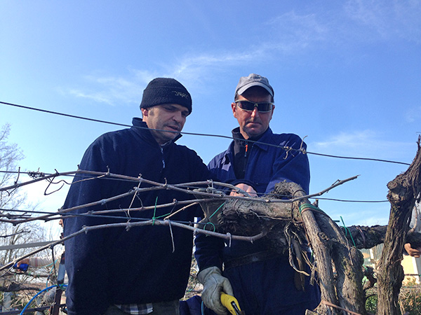 Paltrinieri in vigna Il Cristo