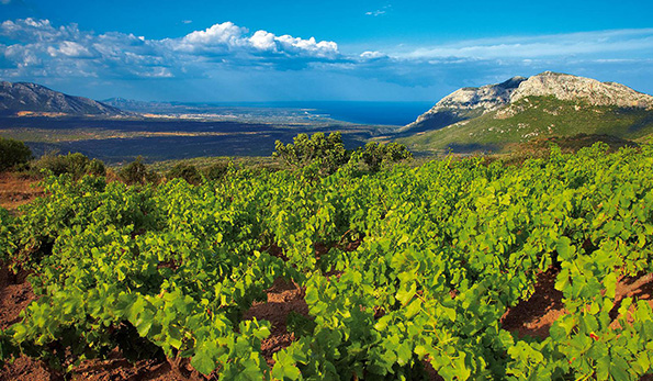 vigna ad alberello Dorgali