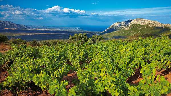 Vigna ad alberello cantina Dorgali