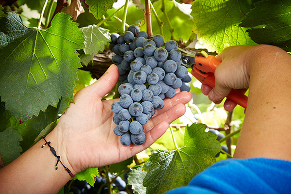 Lambrusco di Sorbara