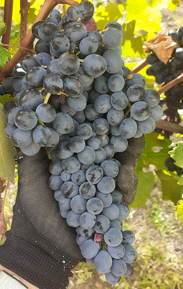 Albarossa