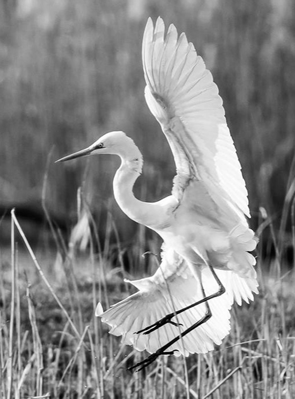 Airone della specie Ardeidae