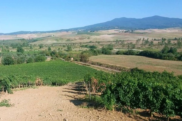 vigneti Corte dei Venti