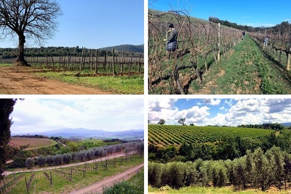 vigneti Corte dei Venti