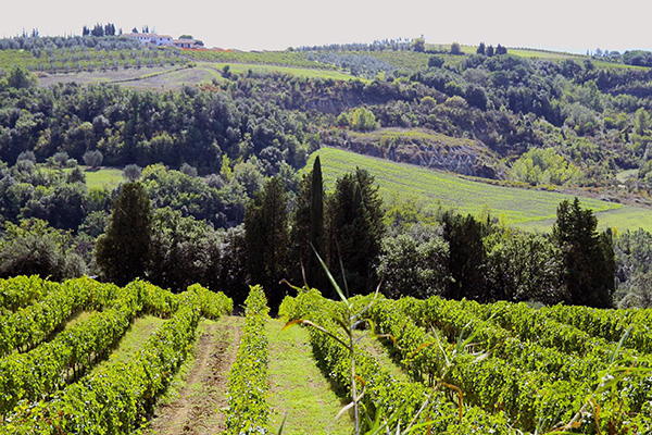 Fattoria La Leccia vigneti