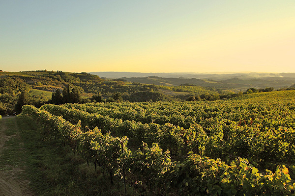 Fattoria La Leccia vigneti